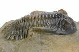 Detailed Hollardops Trilobite Fossil - Multi-Toned Preservation #359496-2